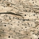 carcoma de la madera