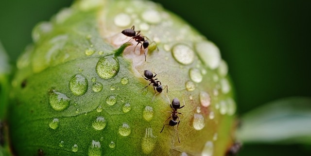 plaga de hormigas