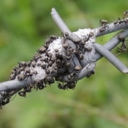 invasión de hormigas