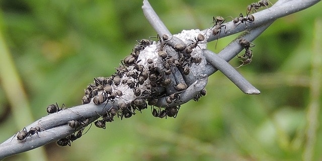 invasión de hormigas