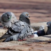 como ahuyentar palomas