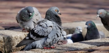 como ahuyentar palomas