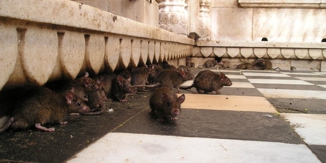 control de ratas