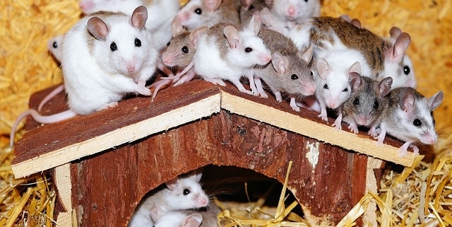 cómo se reproducen los ratones