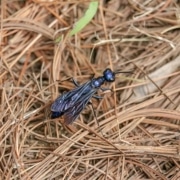 Hormigas voladoras