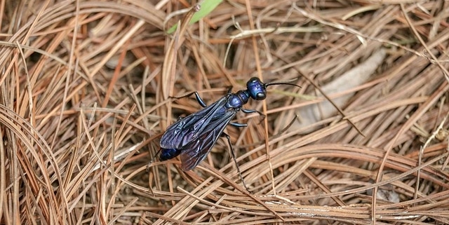 Hormigas voladoras