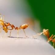 hormigas en casa sitehisa