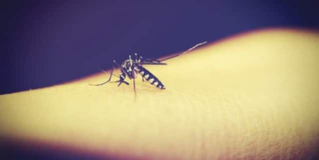plagas de mosquitos