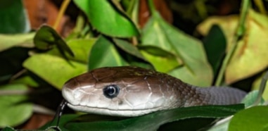 Culebras