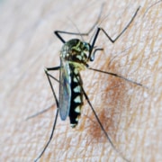mosquito tigre sitehisa