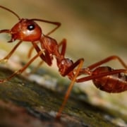 hormigas rojas