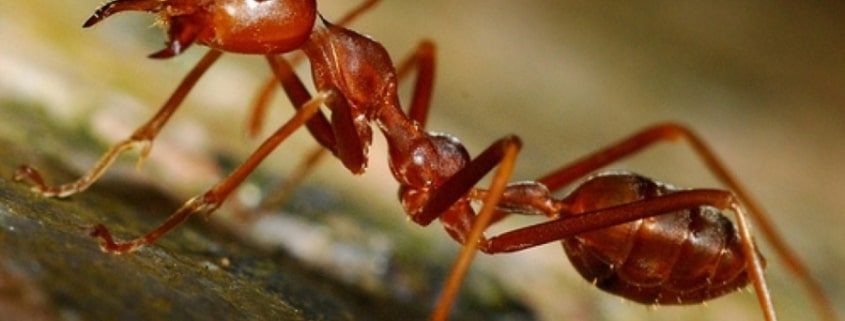 hormigas rojas