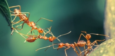 hormigas