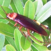 cucaracha americana