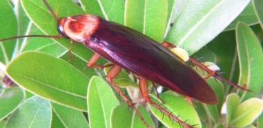 cucaracha americana