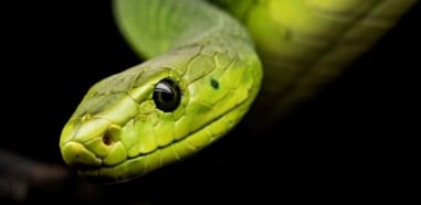 serpientes y culebras