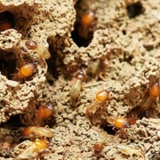 plaga de termitas