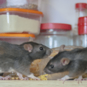 ¿Qué causa la plaga de ratas?