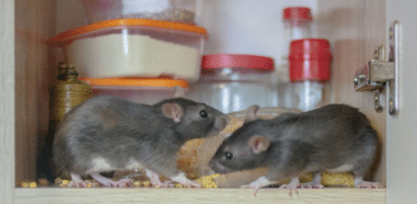 ¿Qué causa la plaga de ratas?