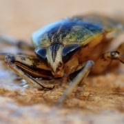 Cucarachas: Características Distintivas
