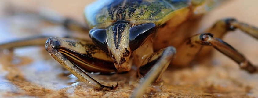 Cucarachas: Características Distintivas