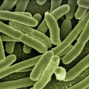 legionella-amenaza-Invisible