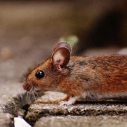 erradicación de ratas