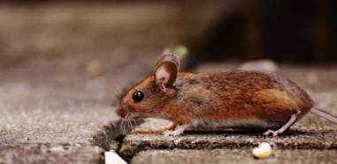 erradicación de ratas