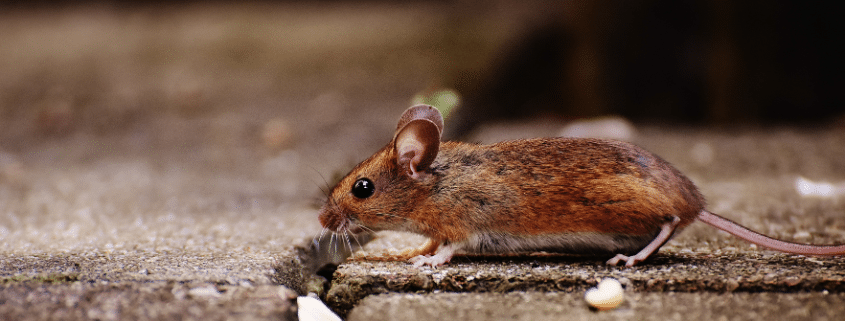 erradicación de ratas