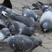 Palomas urbanas