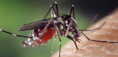 picaduras mosquito