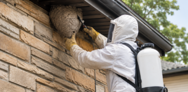 control de avispas y abejas